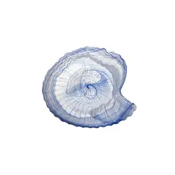 Тарелка, ArdaCam, Seasnail, 18 x 17.2 см, h 2.4 см