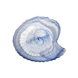 Тарелка, ArdaCam, Seasnail, 31 x 29 см, h 4.2 см