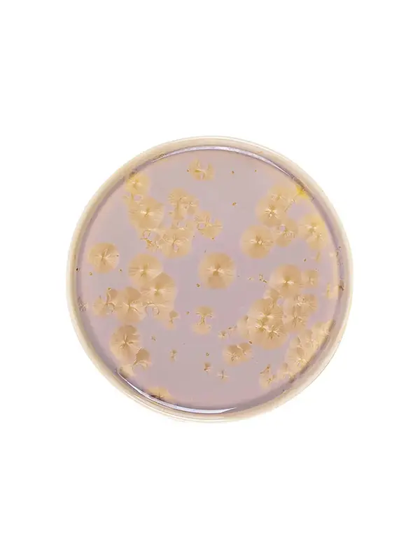 Тарелка с бортом, Royal Charm, Frost, 21 x 1.9 см