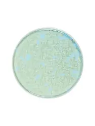 Тарелка с бортом, Royal Charm, Frost, 26 x 1.9 см, зеленая