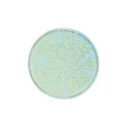 Тарелка с бортом, Royal Charm, Frost, 26 x 1.9 см, зеленая