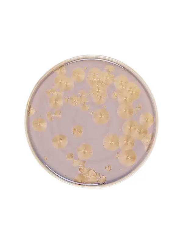 Тарелка с бортом, Royal Charm, Frost, 26 x 1.9 см