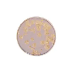 Тарелка с бортом, Royal Charm, Frost, 26 x 1.9 см