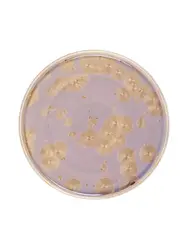 Тарелка с бортом, Royal Charm, Frost, 28 x 1.8 см