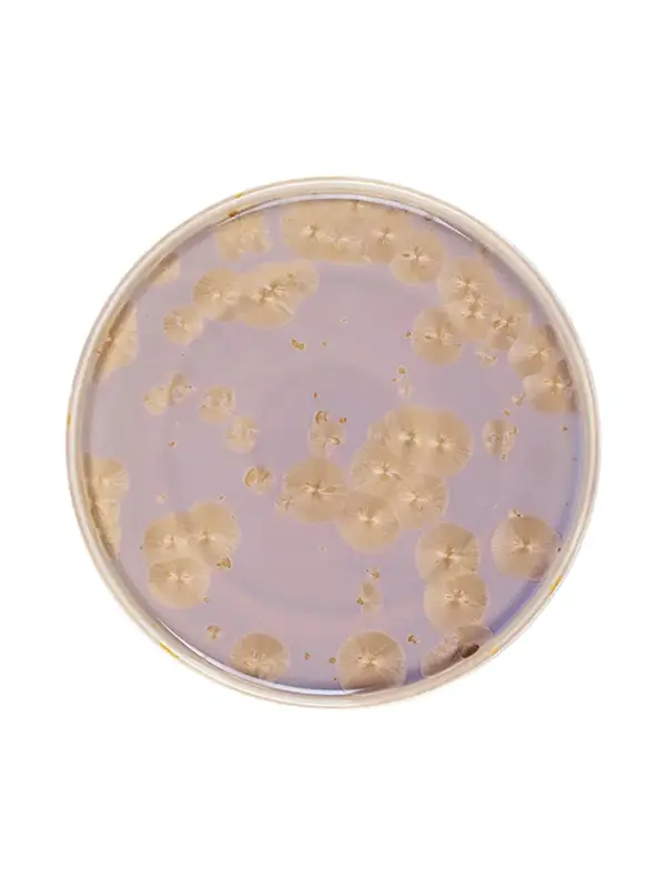 Тарелка с бортом, Royal Charm, Frost, 28 x 1.8 см