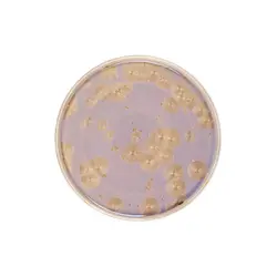 Тарелка с бортом, Royal Charm, Frost, 28 x 1.8 см