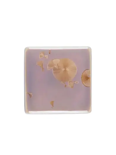 Блюдо для подачи, квадратное, Royal Charm, Frost, 8 x 8 x 4.8 см